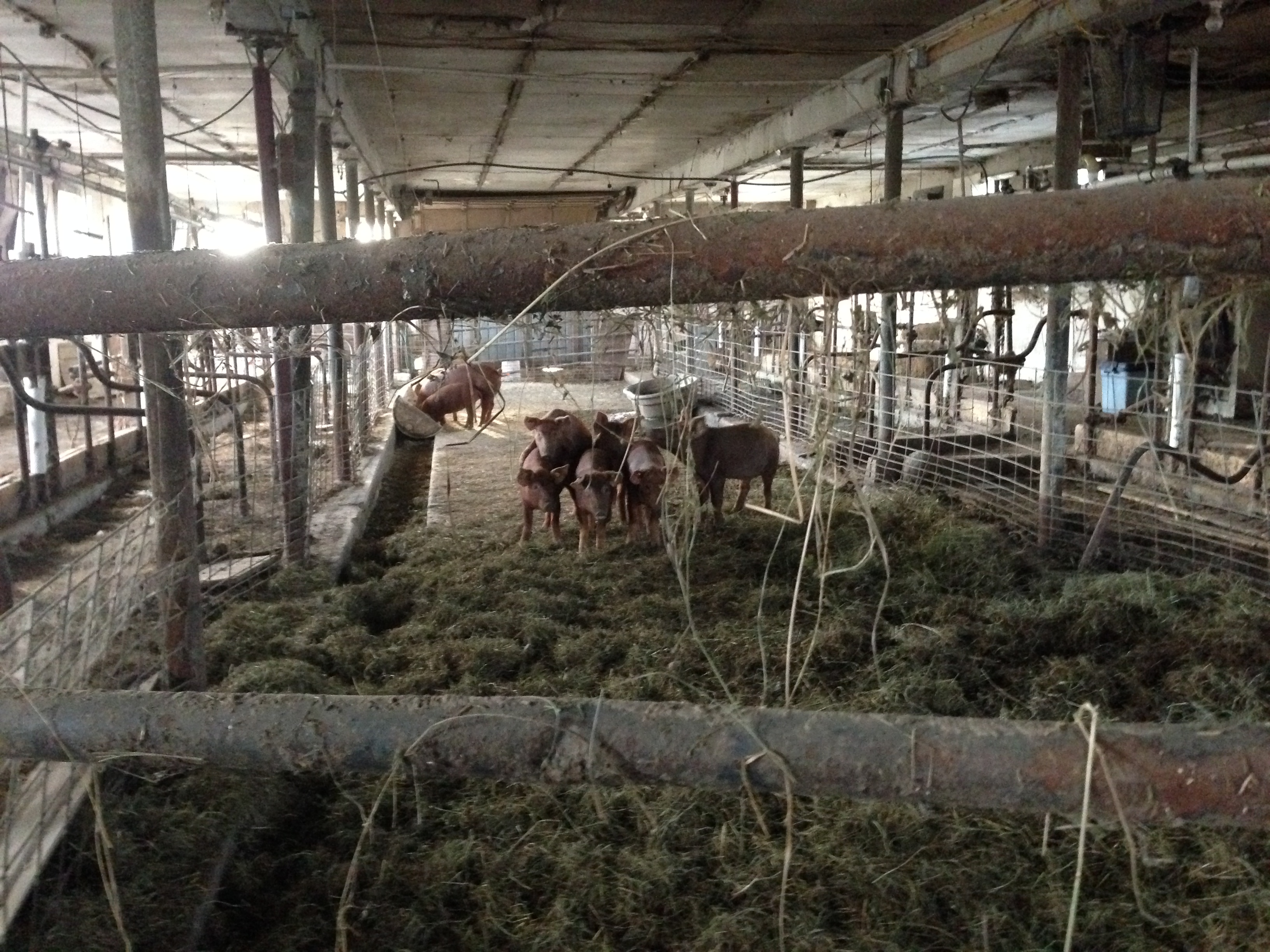 Farm Dairy Barn