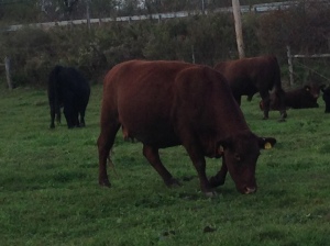 Tilldale Red Devon Cattle